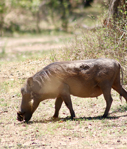  Kafue National Park, Southern Region For 3 Nights, 4 Days I K2,320 - K2,900 per person