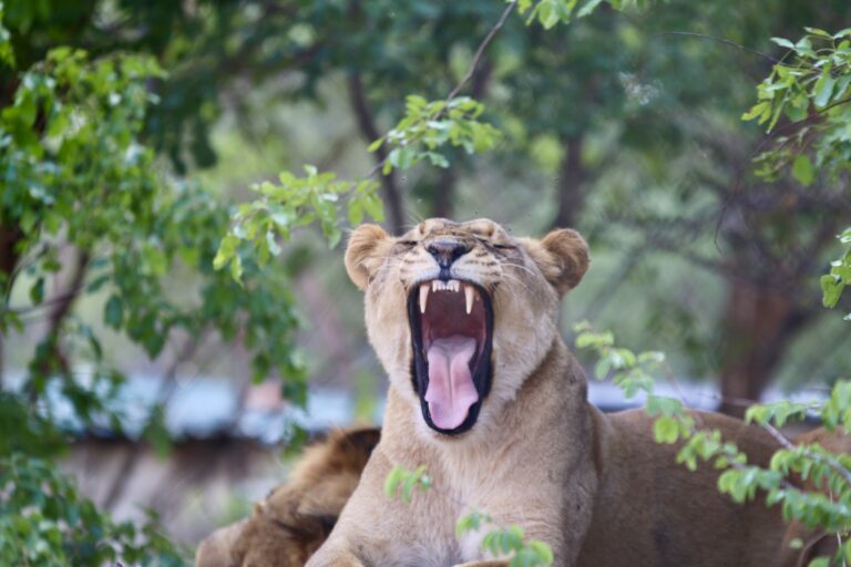 Lion by Gwisho Local Tours Zambia